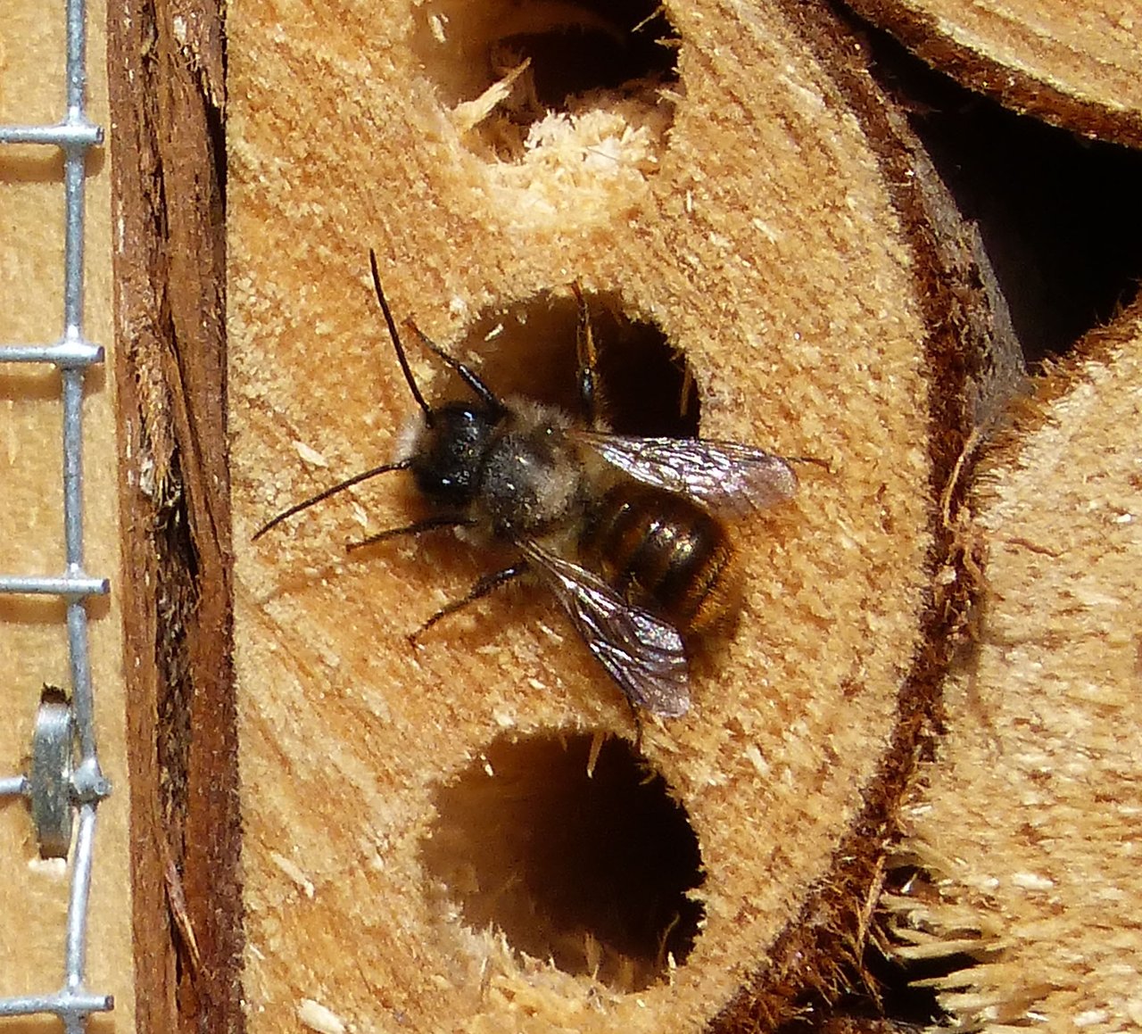 Samička zednice rohaté (Osmia bicornis) u vchodu do hnízdní trubičky v hmyzím hotelu