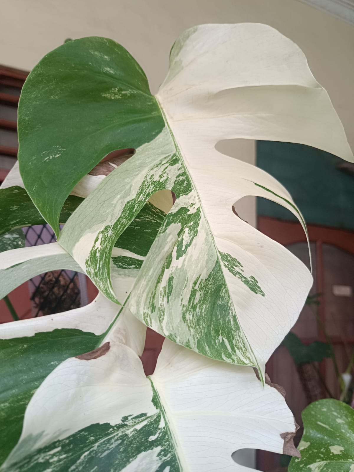 Feuille de monstera panaché marbrée de blanc crème et de vert