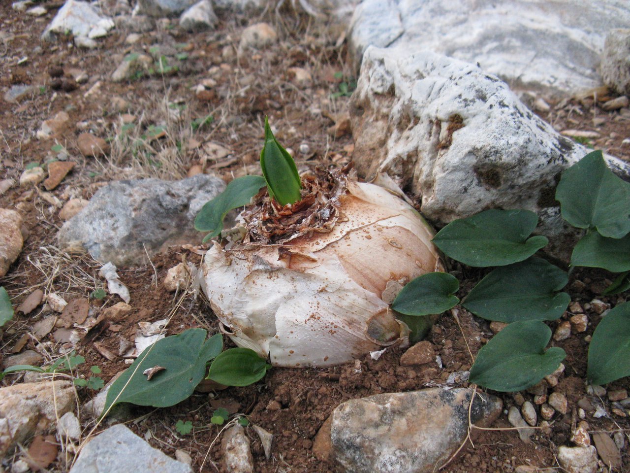 Bulbe en germination dans la terre, jeune pousse verte émergeant entre cailloux, recharge des réserves bulbaires en cours
