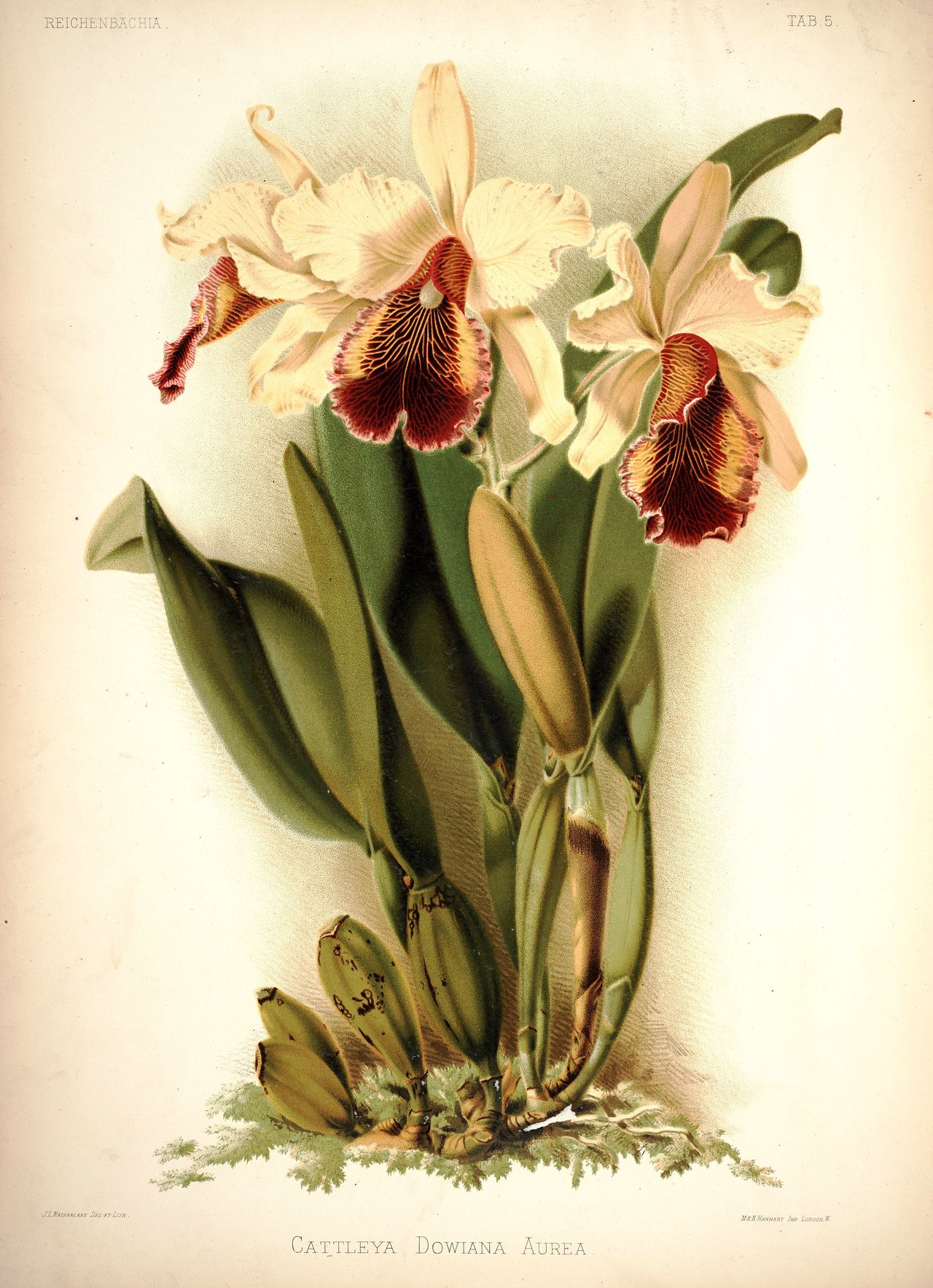 Frederick Sander, Reichenbachia volume I planche 5 (1888), Cattleya dowiana aurea, chromolithographie emblématique de l'orchidelirium victorien, signification orchidée histoire
