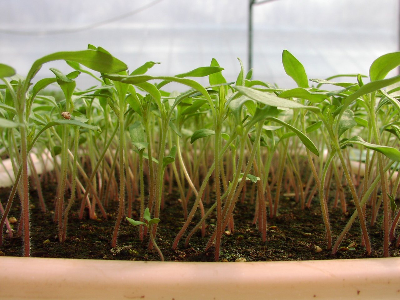 Semis de tomates en terrine vu au ras du substrat, tiges rosées sortant du terreau à quelques centimètres d'écartement, cotylédons déployés au-dessus