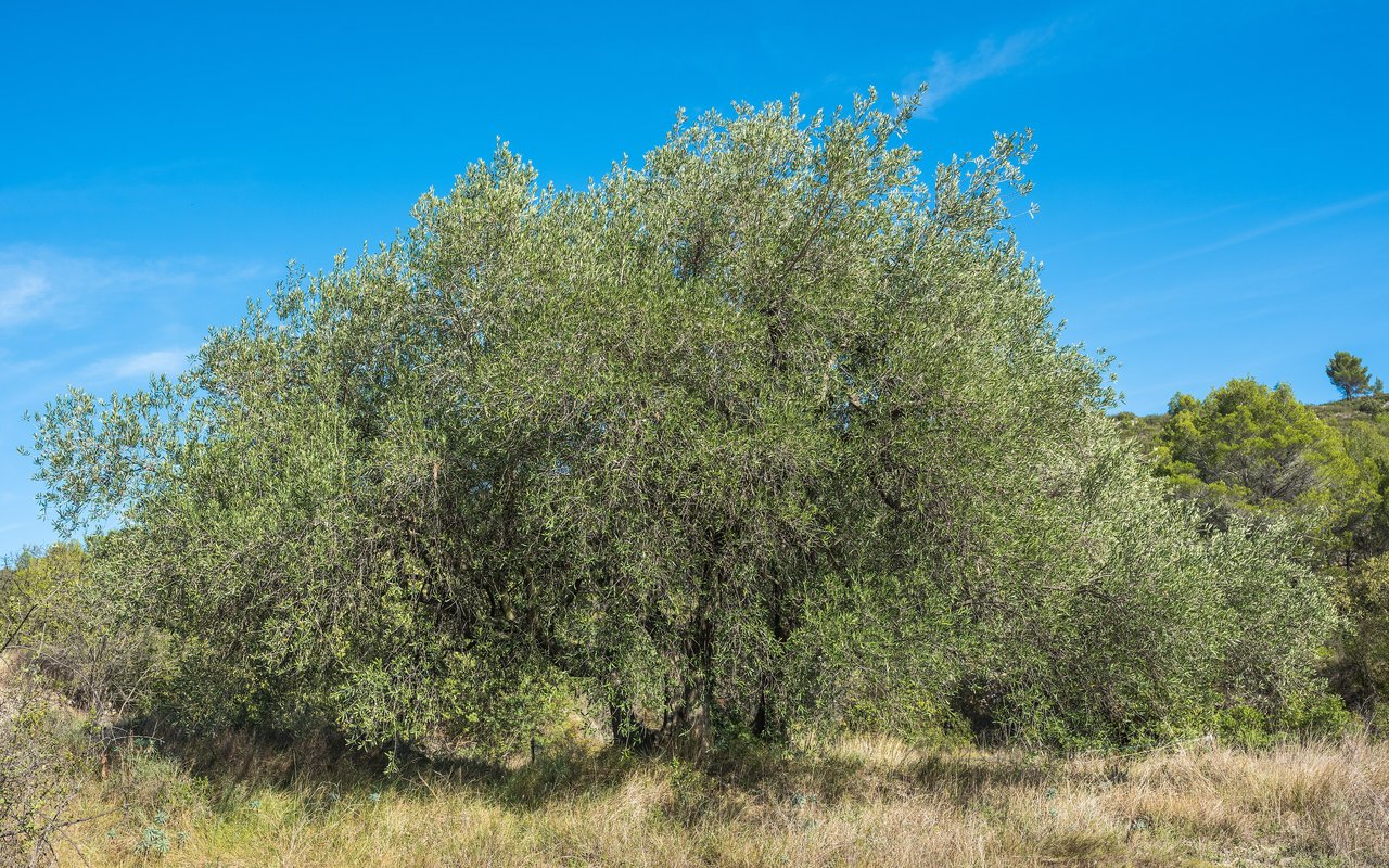 Olivier au feuillage vert-gris et au tronc noueux, cultivable en grand pot sur une terrasse