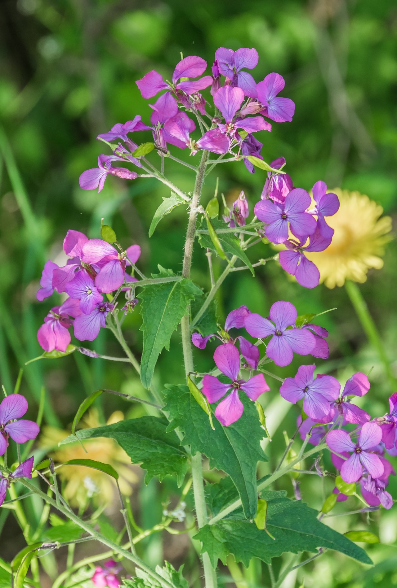 Monnaie du pape en fleurs, grappes violettes dressées en lisière ombragée
