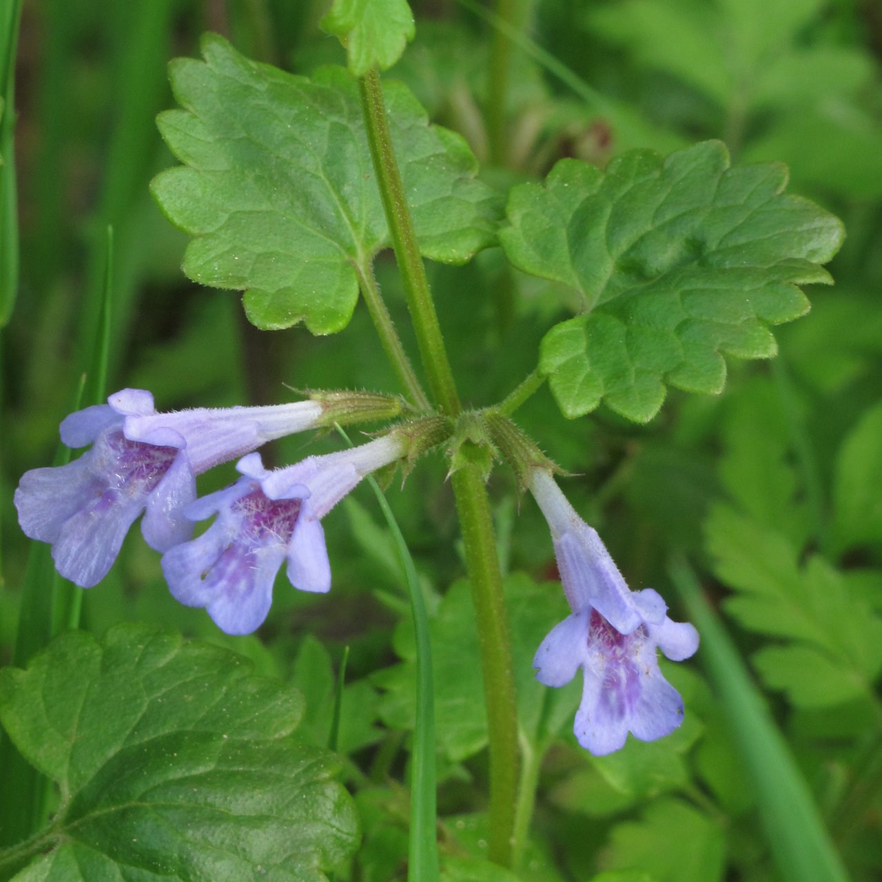 Petites fleurs violettes et feuilles arrondies du lierre terrestre (Glechoma hederacea)