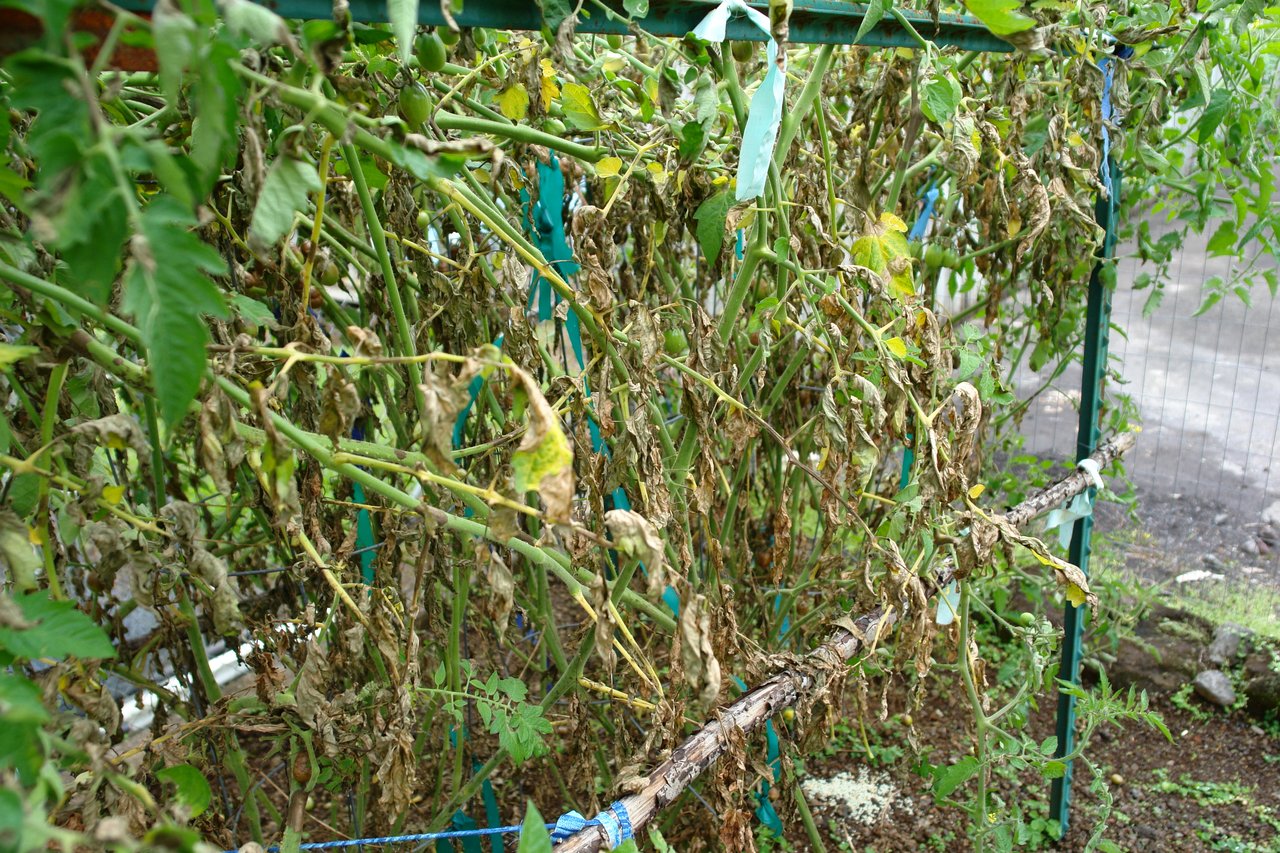 Pieds de tomate effondrés par une épidémie de mildiou au jardin, feuillage et tiges noircis à arracher et évacuer