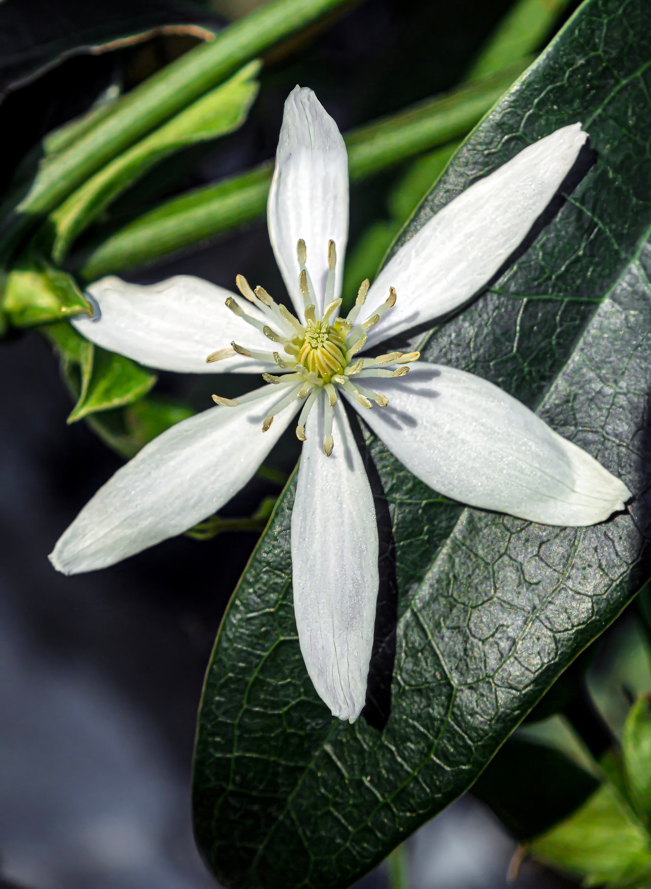 Fleurs blanches étoilées de clématite persistante sur feuillage vernissé