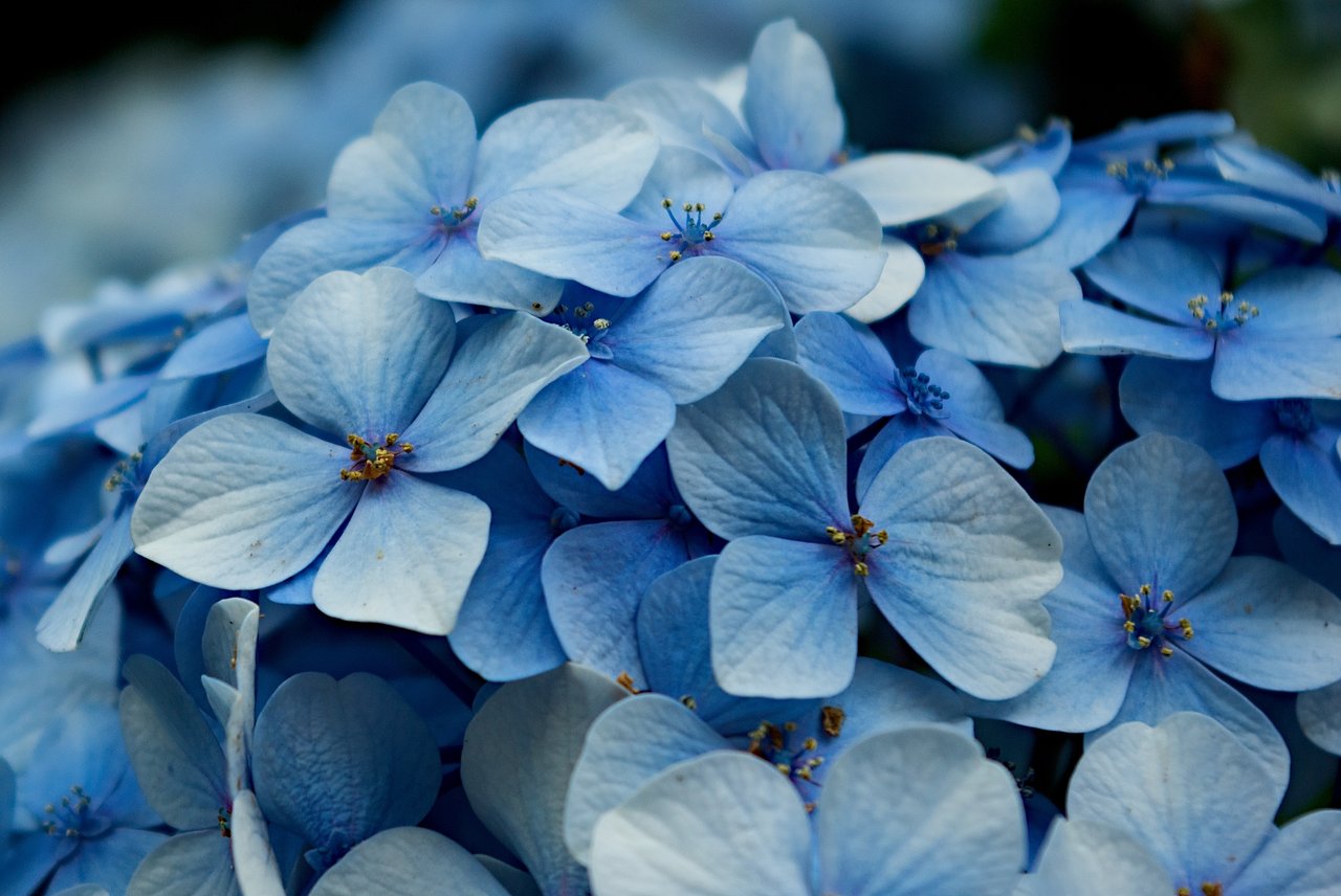 Makro sepálov Hydrangea macrophylla v bledomodrej, detail bunkovej textúry, kyslá pôda ale obmedzená dostupnosť hliníka