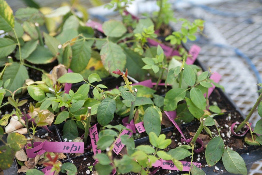 Plateau de boutures de rosier étiquetées à la date de prélèvement, certaines reparties en feuilles neuves, d'autres au feuillage jauni