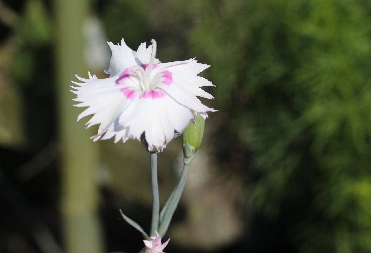 Bílý karafiát (Dianthus caryophyllus), floriografický smysl čistota a vzpomínka, květina Anny Jarvisové pro Den matek 1908