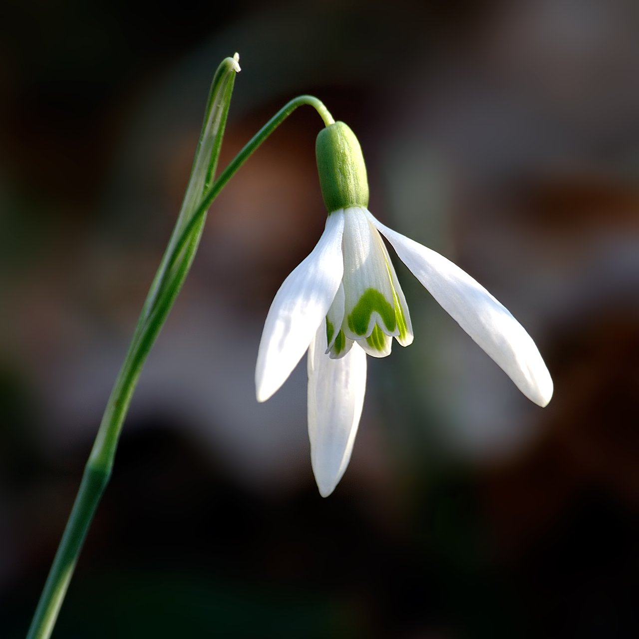 Fleur blanche pendante de perce-neige en gros plan