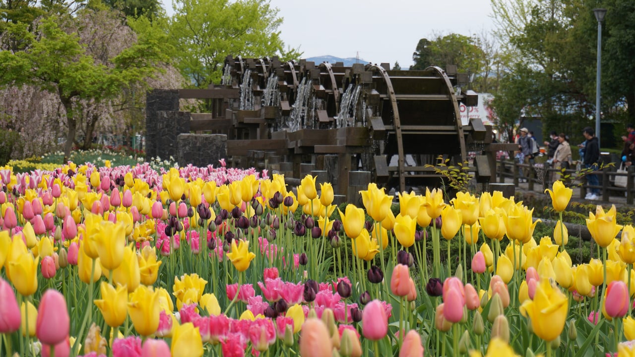 Tulipes et roue à aubes au Tonami Tulip Park, préfecture de Toyama, Japon : fleur préfectorale associée au hanakotoba 博愛 hakuai, philanthropie