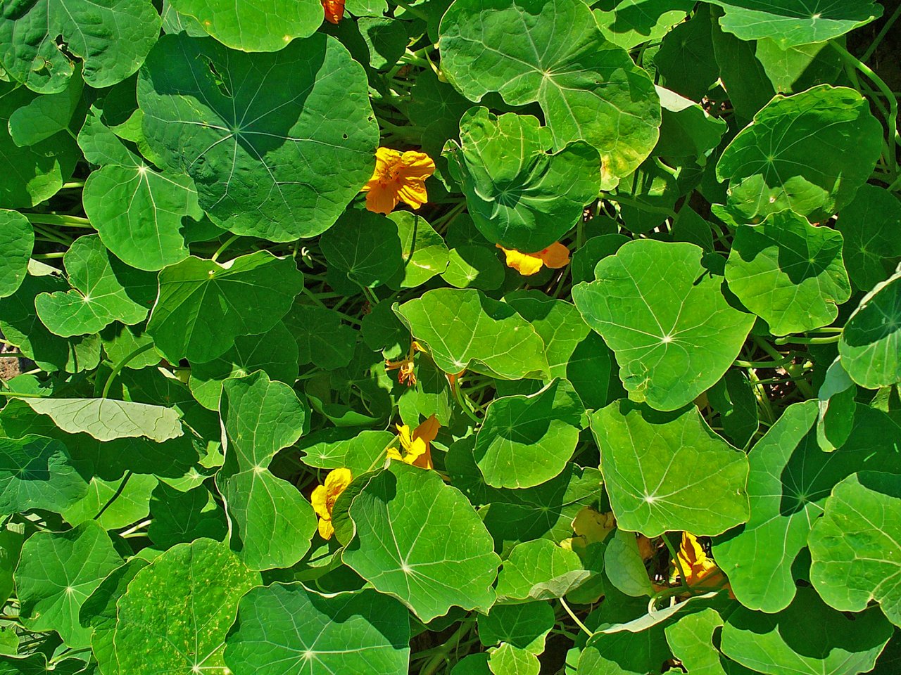 Fleur de capucine orange vif au feuillage rond