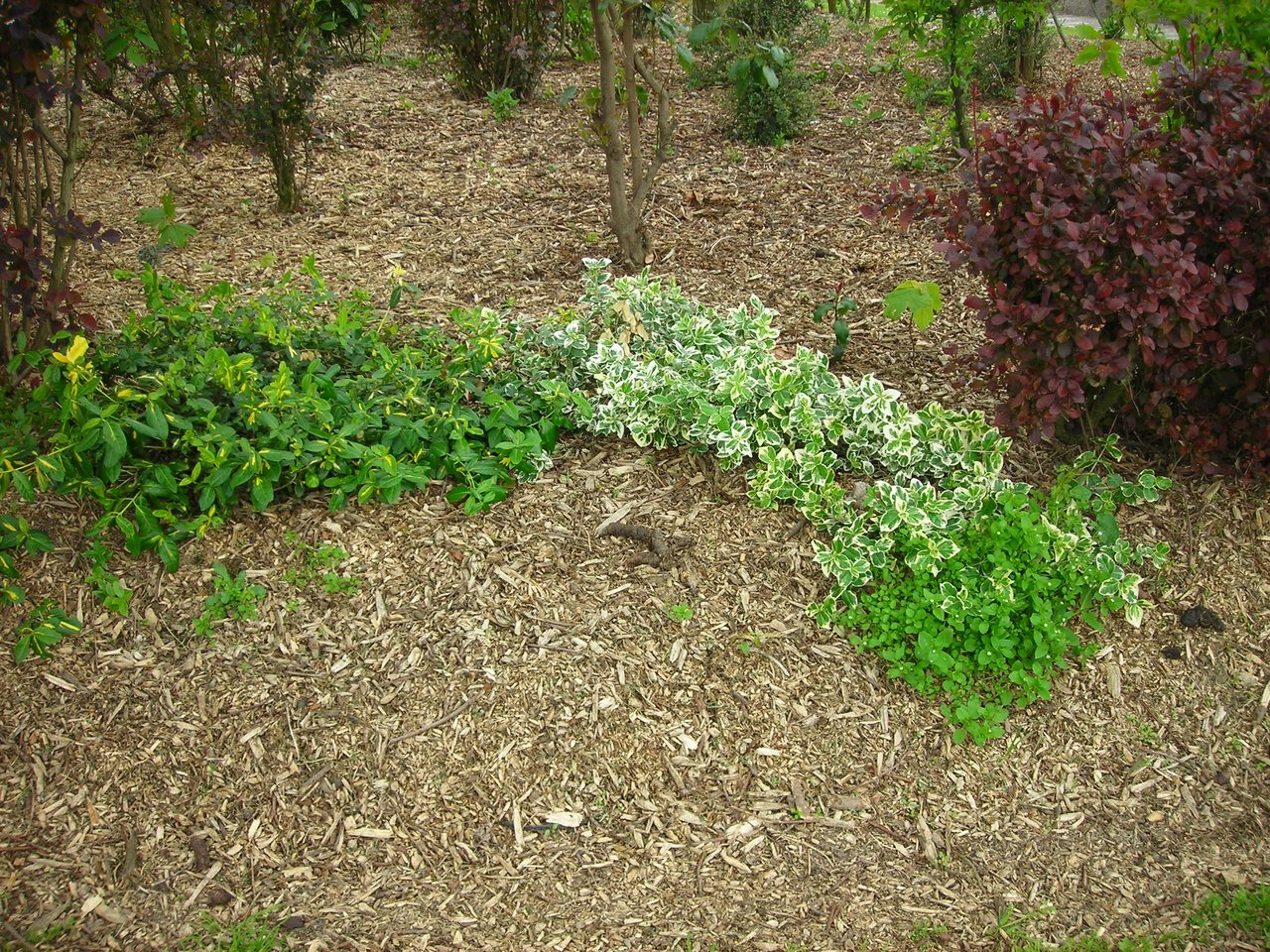 Paillage de déchets de taille épais dans un jardin : erreur classique de mai si appliqué sur sol encore froid