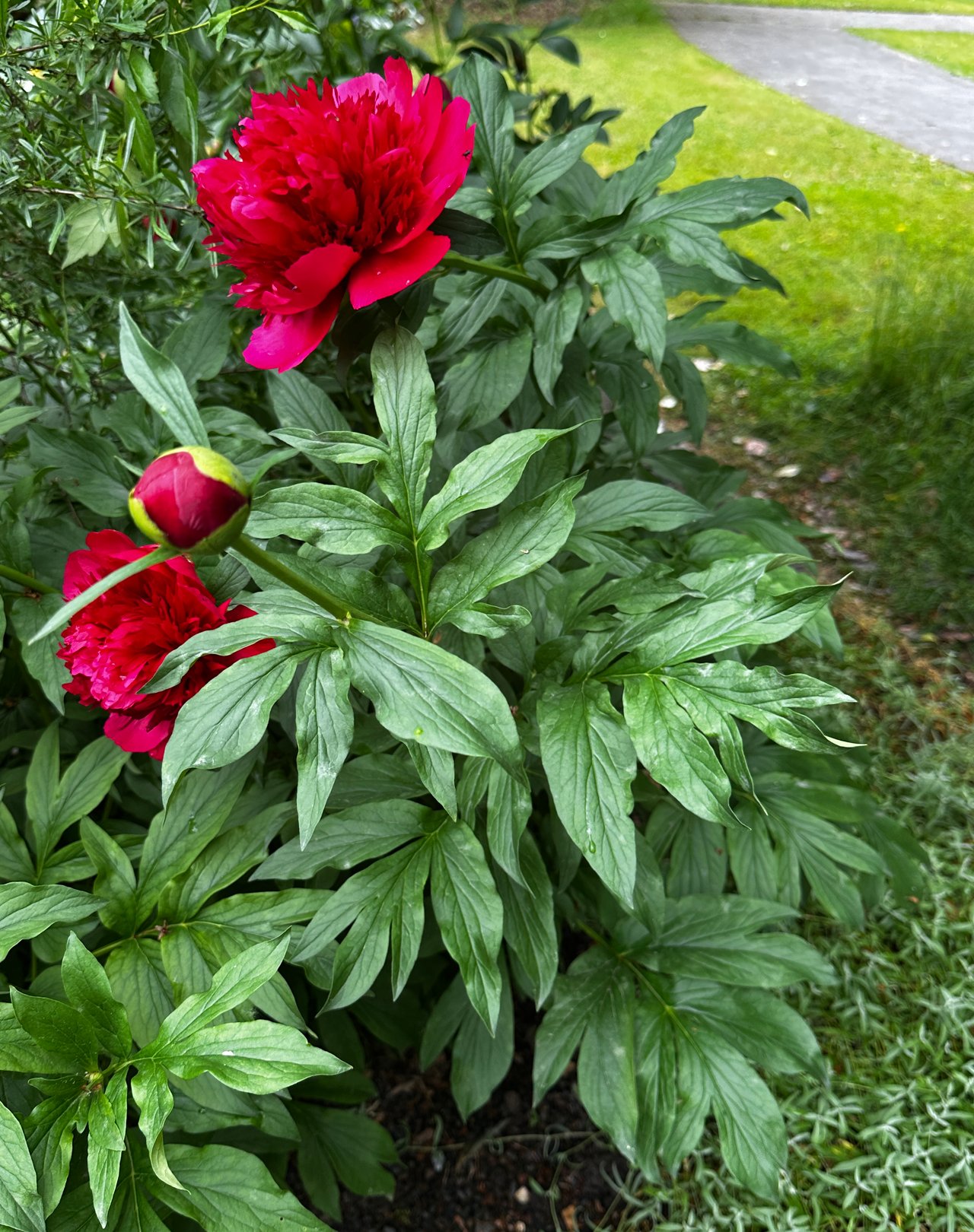 Paeonia 'Many Happy Returns' (Klehm 1995), cultivar mauve de la pivoine signification mystère et amitié sincère