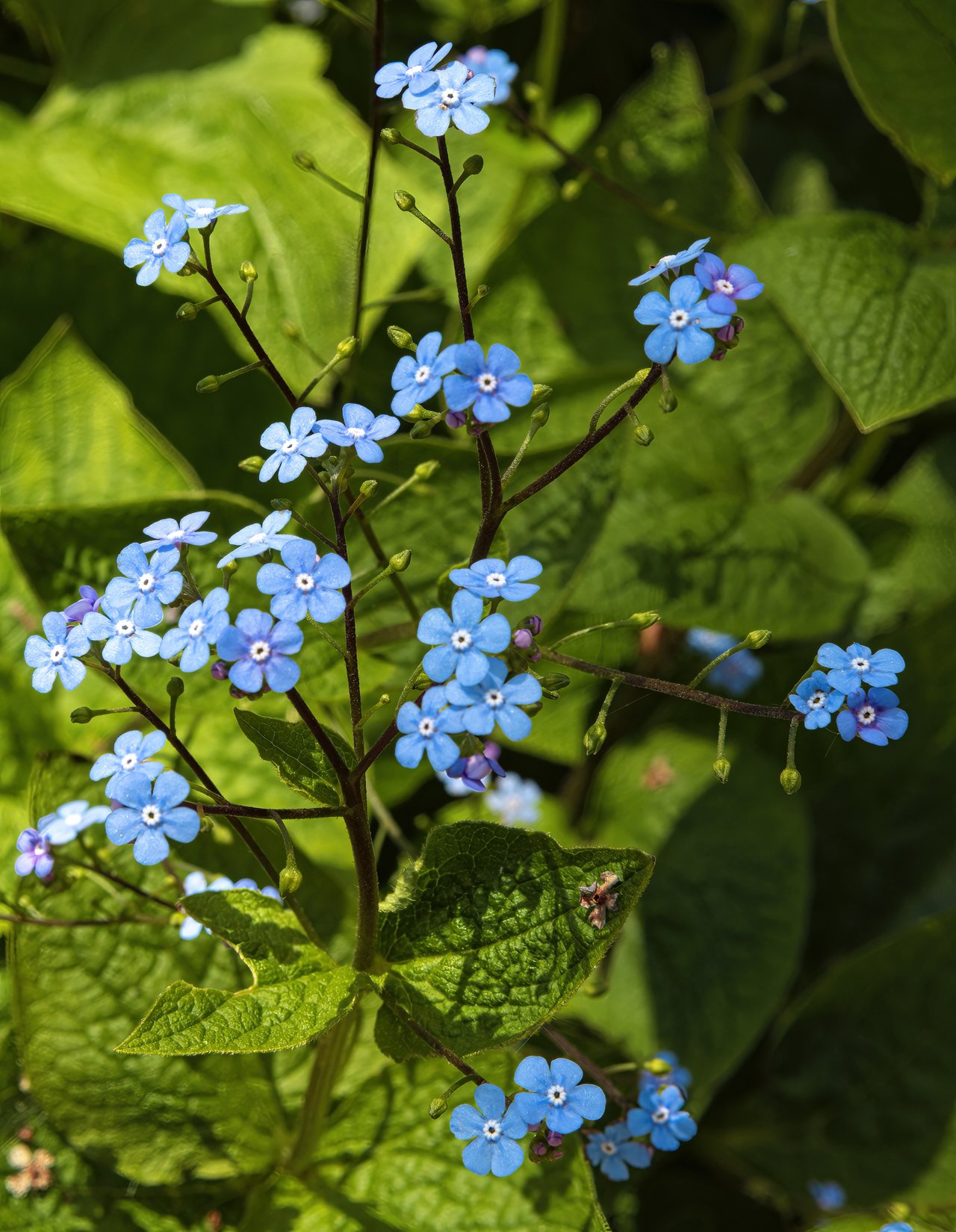 Petites fleurs bleues de type myosotis de la brunnera au printemps