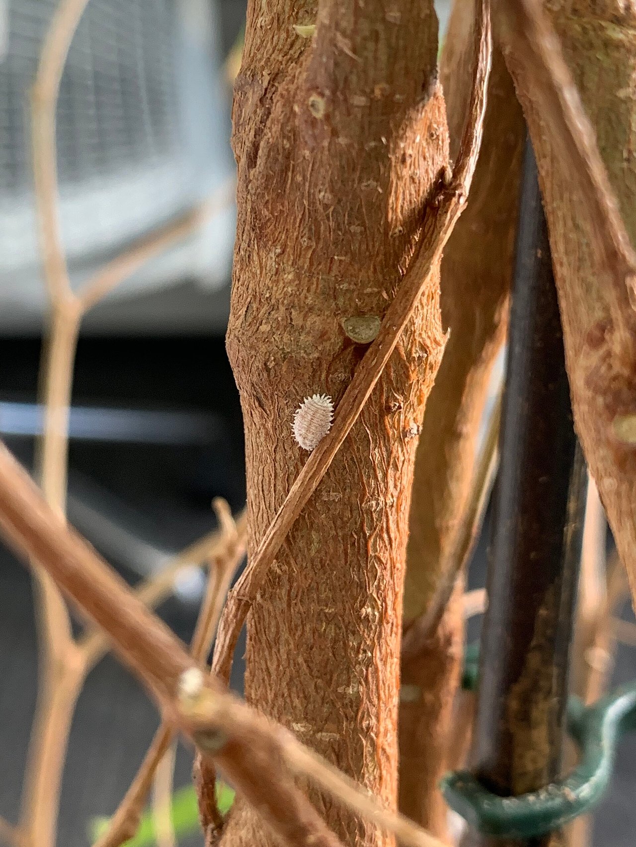 Gros plan macro d'une cochenille farineuse blanche et cotonneuse posée sur une branche