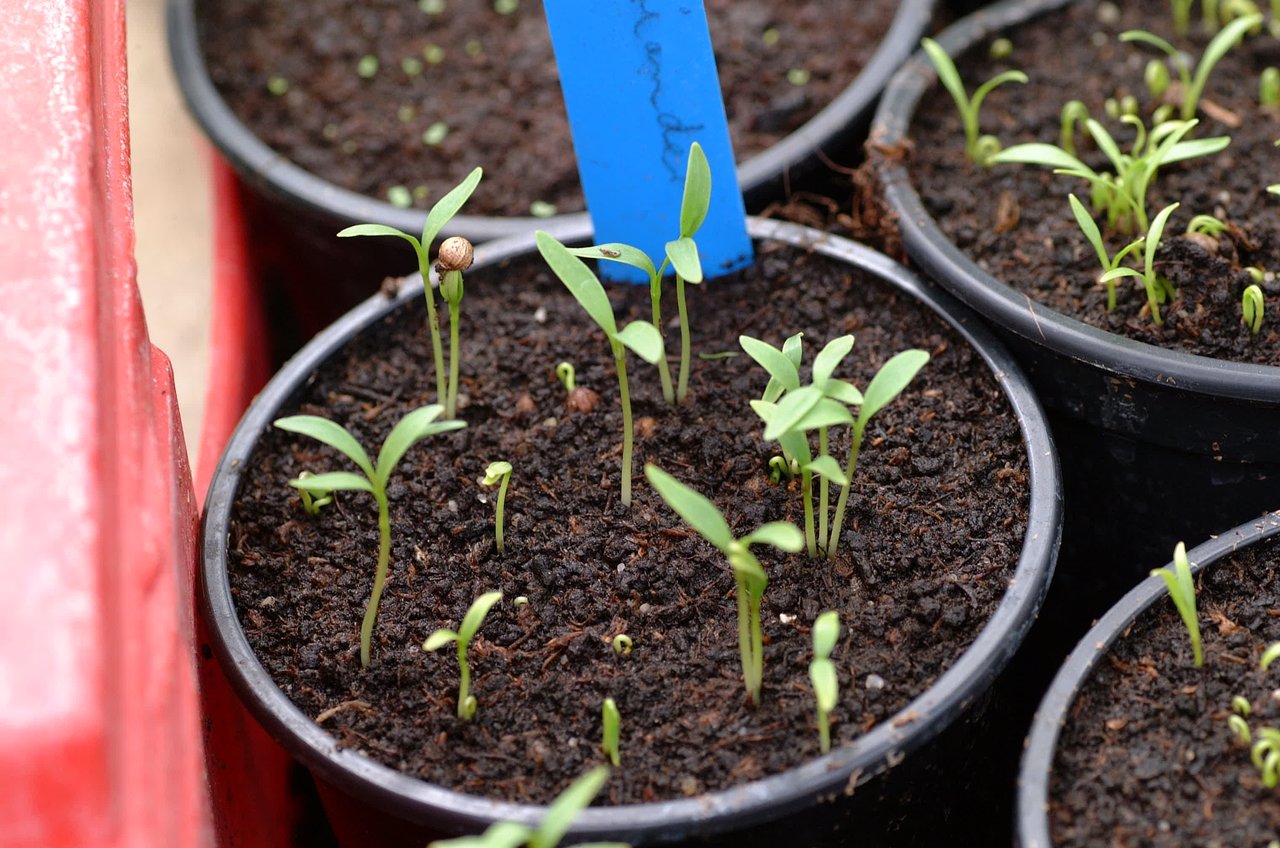 Jeunes plants de coriandre cultivés en pots serrés