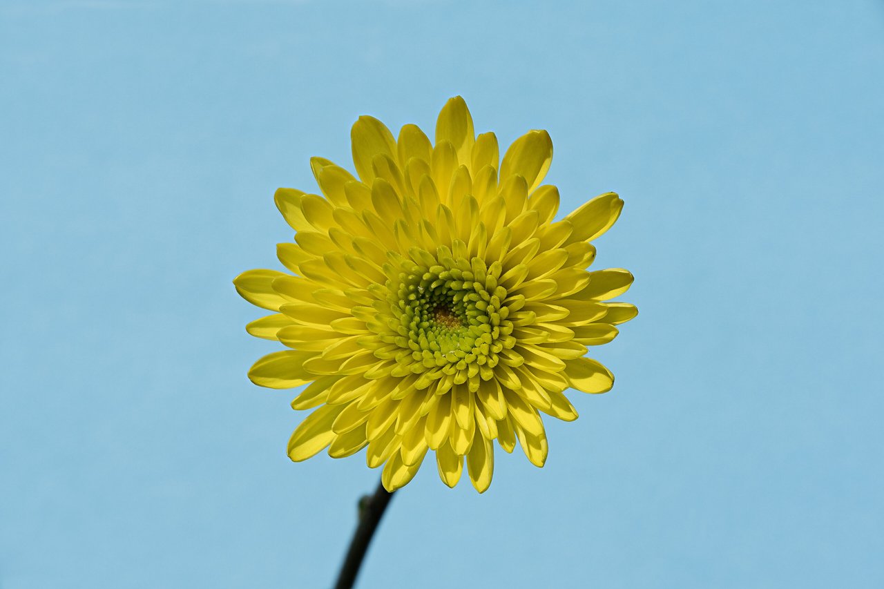 Chrysanthemum × morifolium, makro focus stack 15 snímků, detail bílých a žlutých jazýčkových květů jednoho úboru