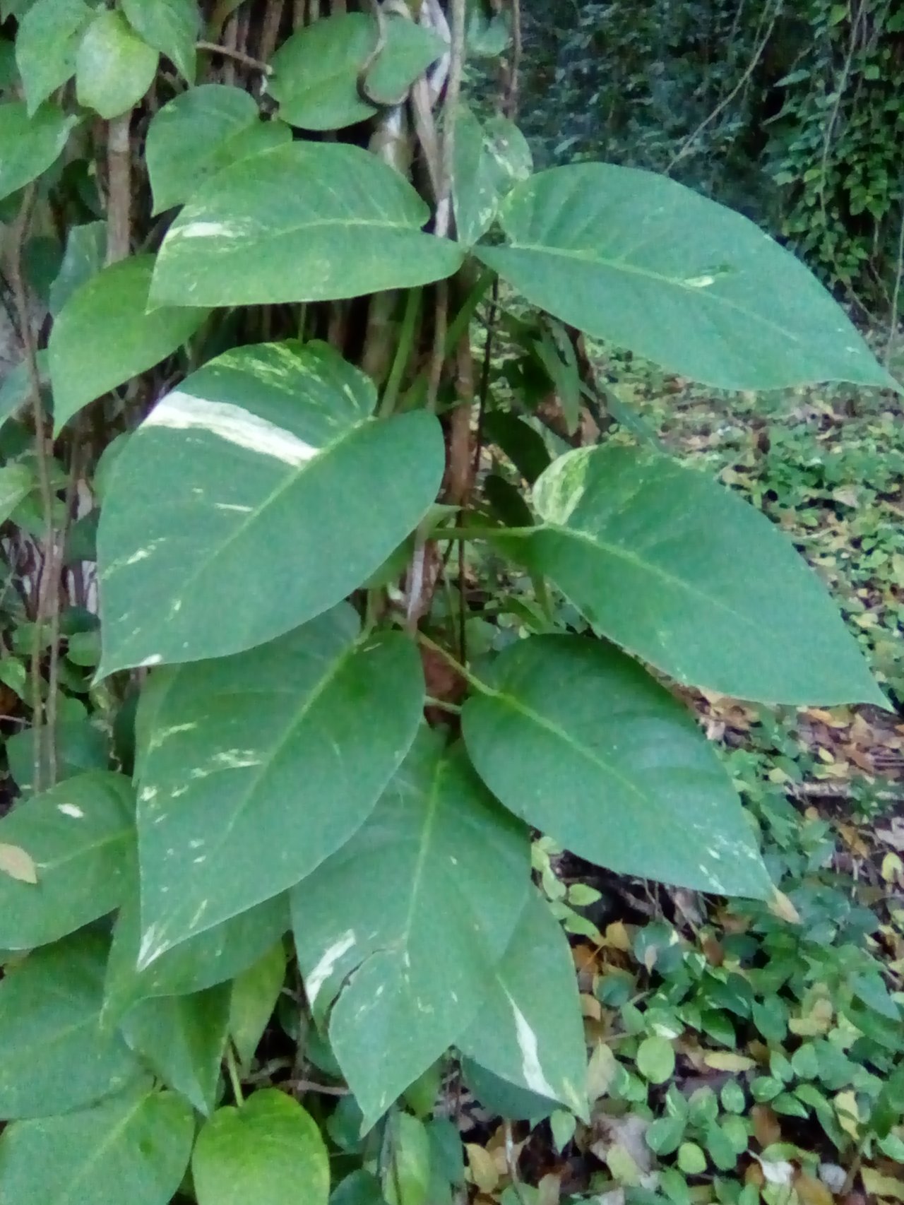 Feuillage panaché de pothos retombant
