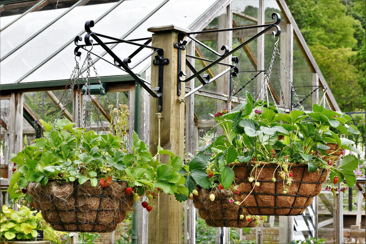 Deux paniers suspendus garnis de fibre de coco et plantés de fraisiers, feuillage débordant du bord et fruits pendant dans le vide sous le panier