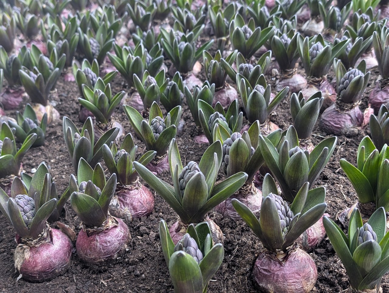 Massif de jacinthes Hyacinthus orientalis en fleurs en plantation dense, dispositif compatible avec une plantation en pot