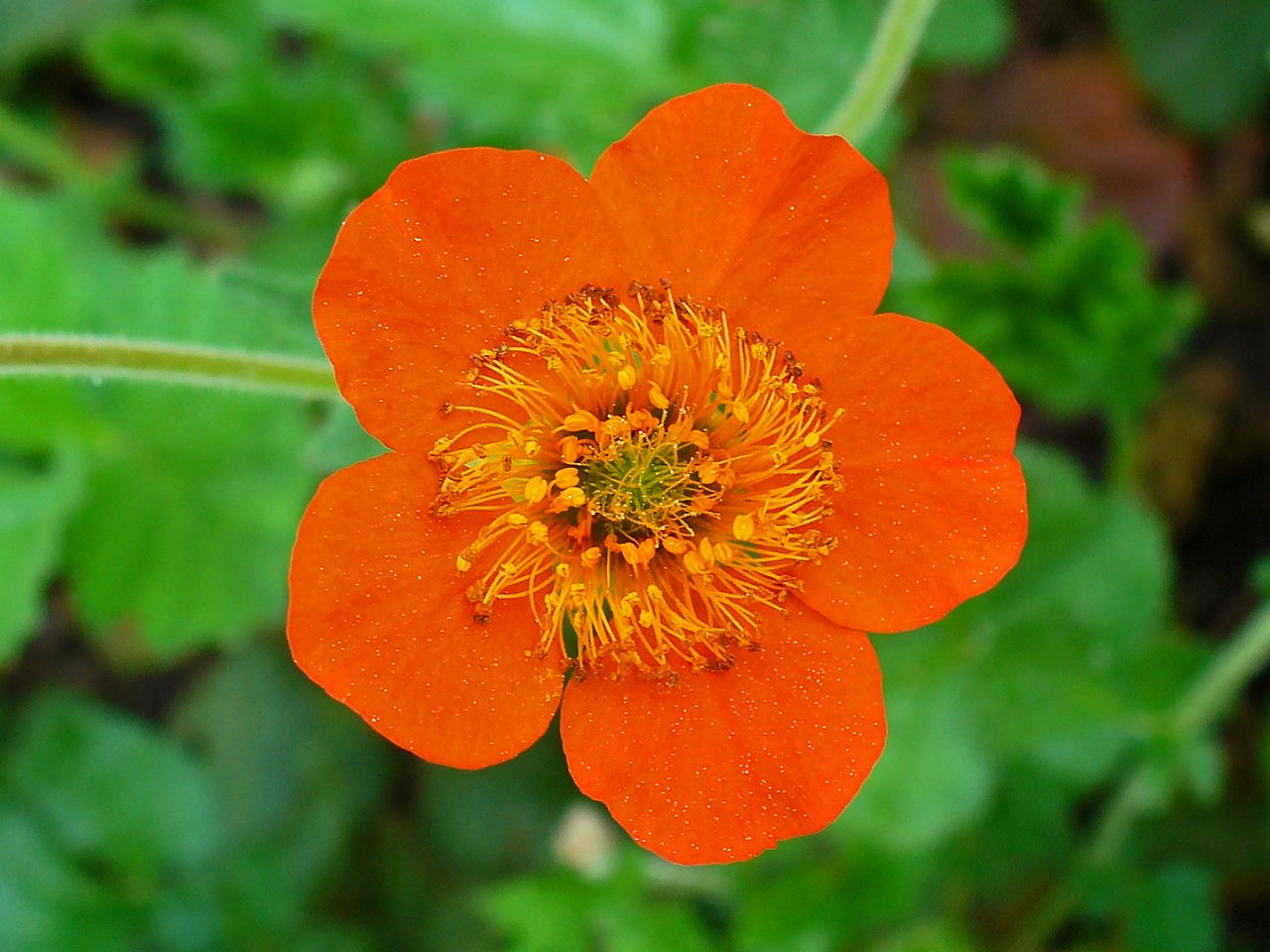 Petites coupes de benoîte orange en bordure