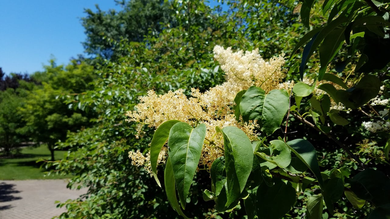 Lilas du Japon (Syringa reticulata) en fleurs, grappes blanches crème caractéristiques de l'espèce japonaise