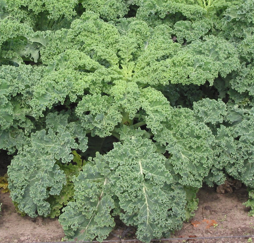 Feuilles frisées et lacérées de chou kale (Brassica oleracea var. sabellica) au potager d'automne