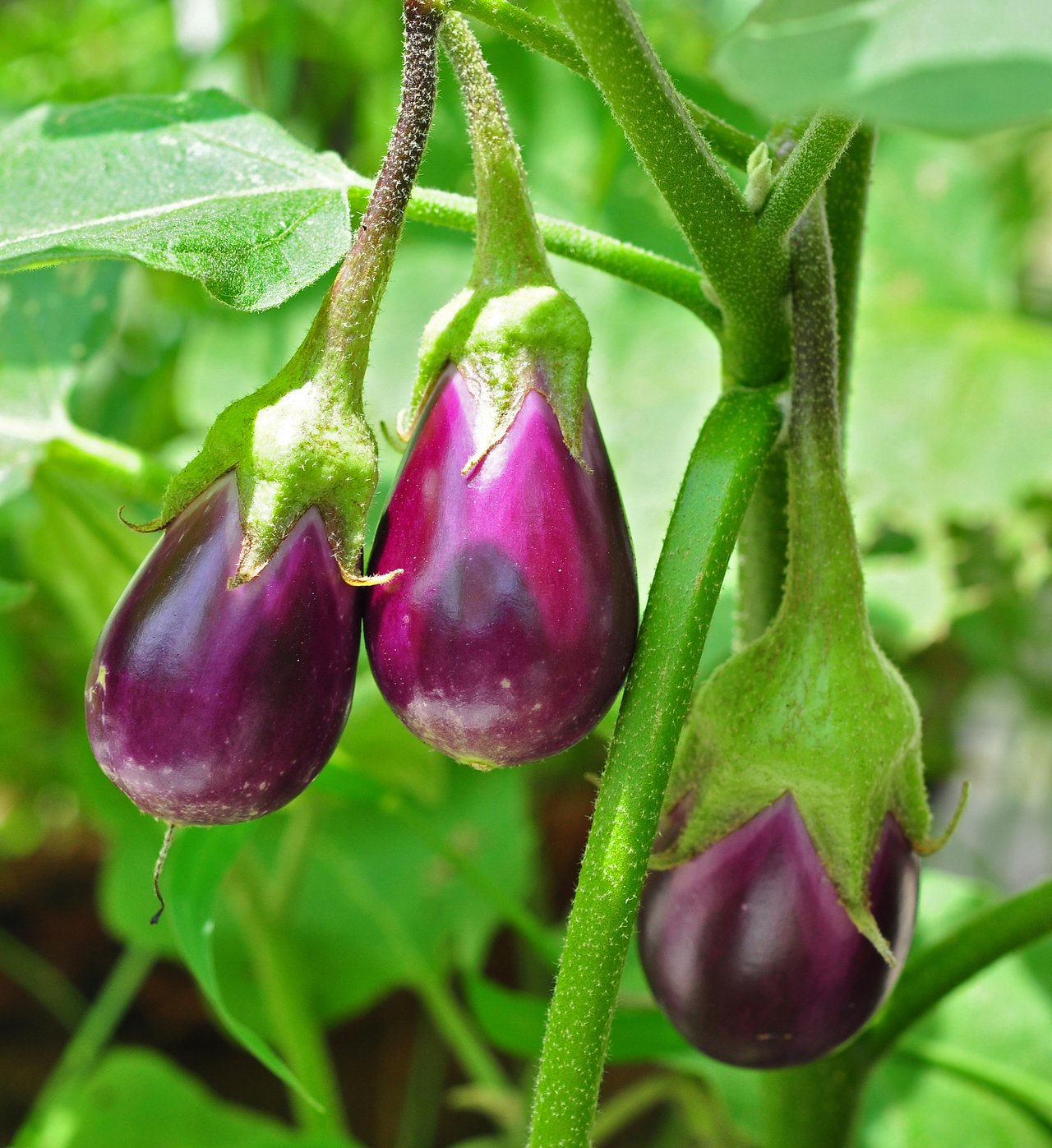Aubergine violette brillante (Solanum melongena) sur pied tuteuré au mois d'août