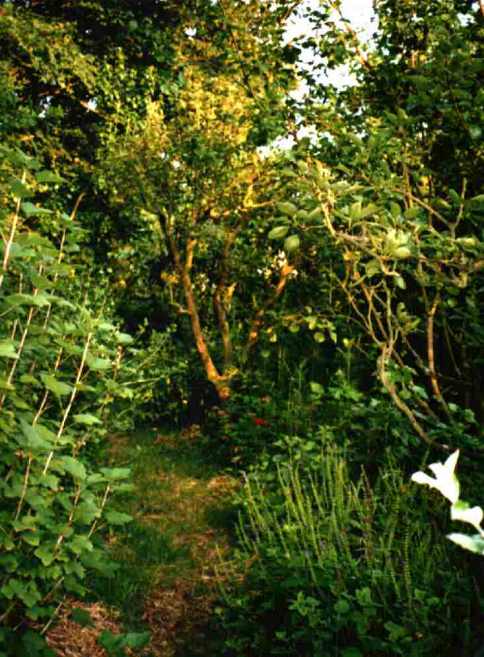 Illustration du forest garden de Robert Hart par Graham Burnett, montrant l'imbrication des guildes autour des arbres fruitiers