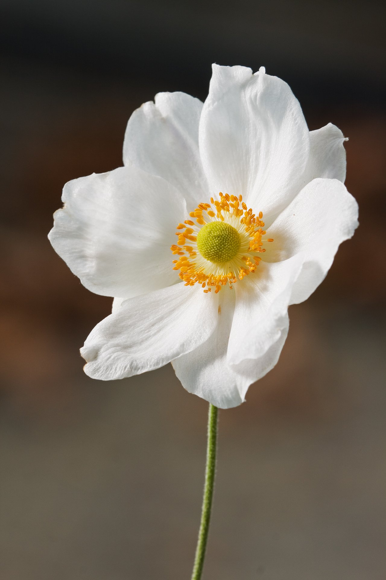 Fleur rose de l'anémone du Japon au cœur jaune, floraison de fin d'été à la mi-ombre