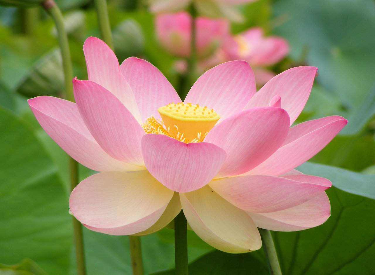 Fleur de lotus sacré (Nelumbo nucifera) ouverte, pétales rose pâle, étamines jaunes au centre