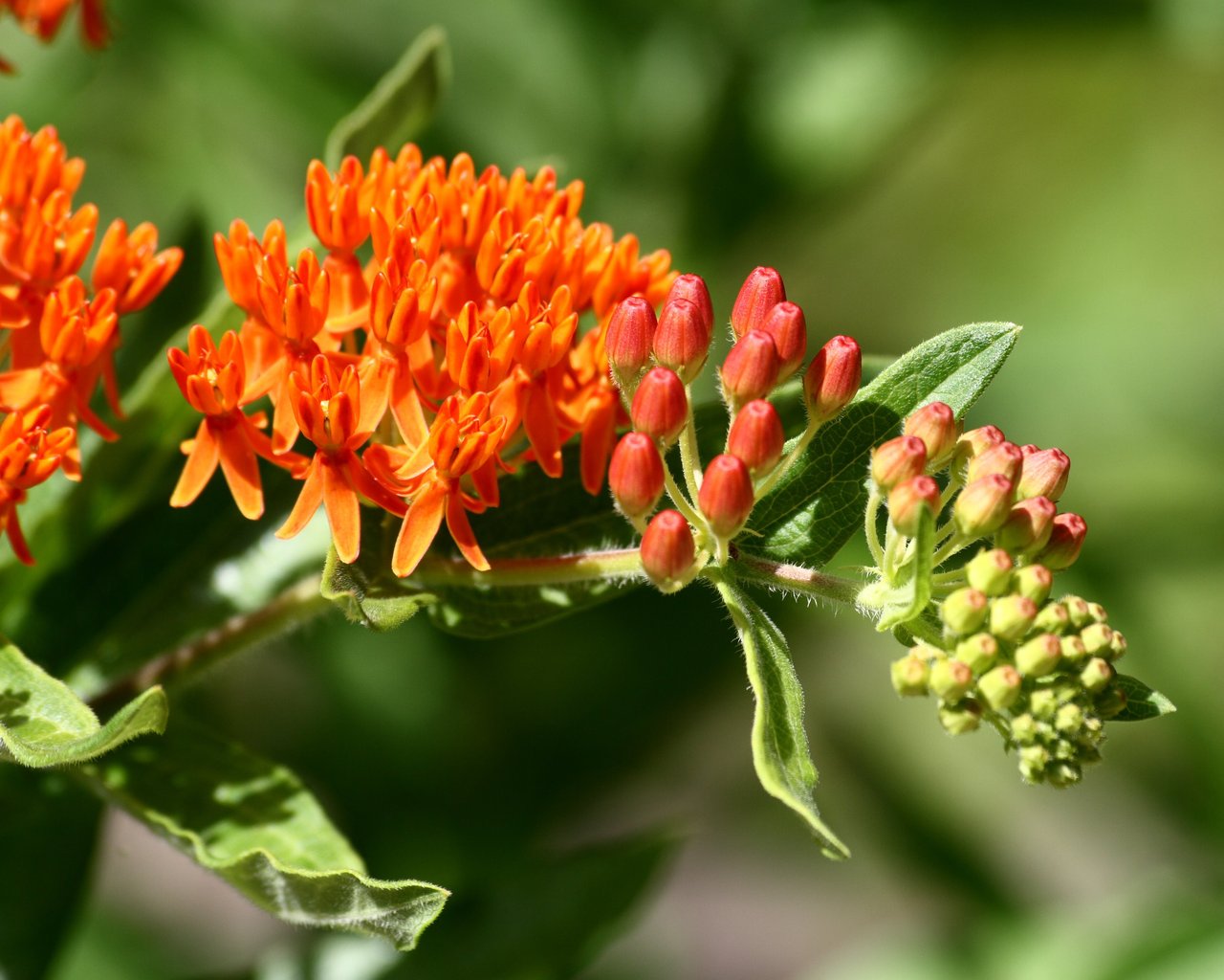 Ombelles orange serrées d'asclépiade tubéreuse