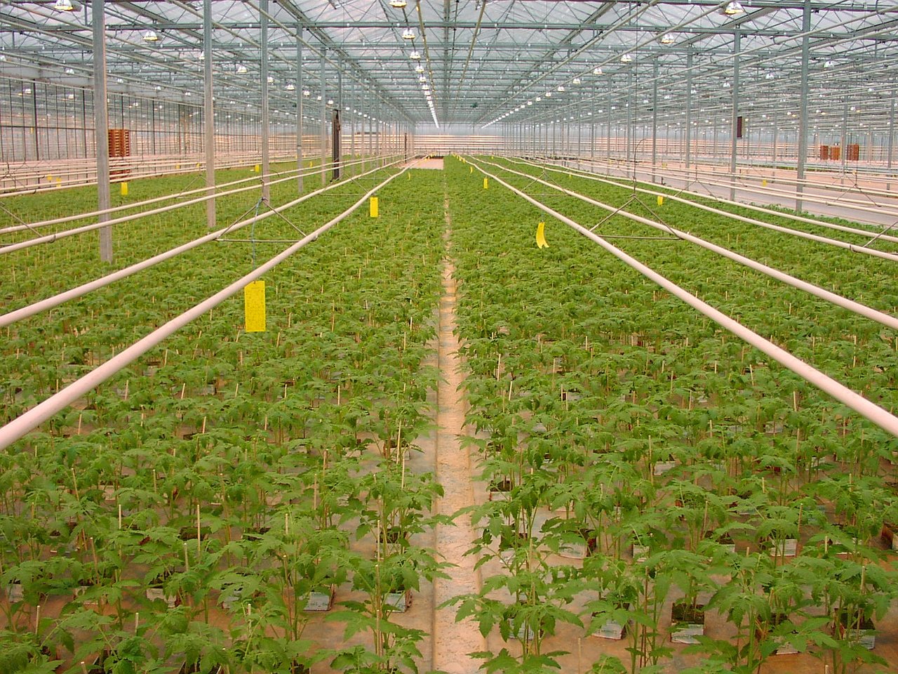 Jeunes plants de tomate en propagation sous abri aux Pays-Bas, alignés en godets serrés à 18-22 °C, six à huit semaines avant repiquage