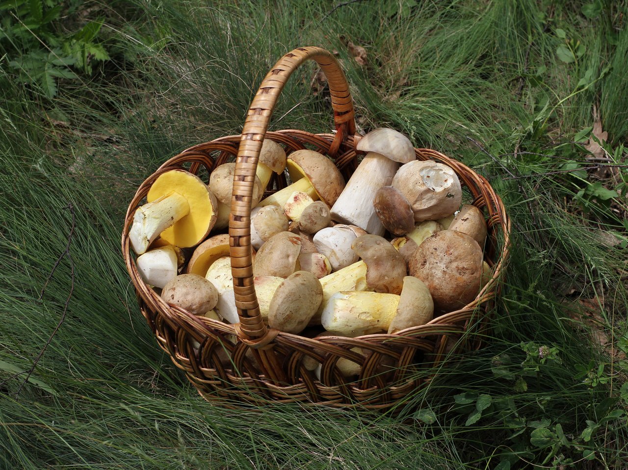 Proutěný košík plný čerstvě nasbíraných hřibů smrkových (Boletus edulis) na koberci z listí, výsledek podzimního houbaření v podrostu.
