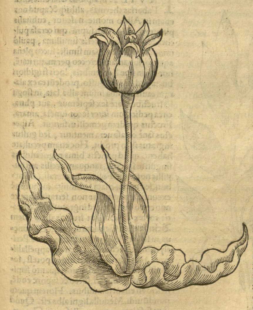 Gravure originale de Conrad Gesner publiée en 1561 : première description scientifique du genre Tulipa en Europe, observée à Augsbourg en 1559