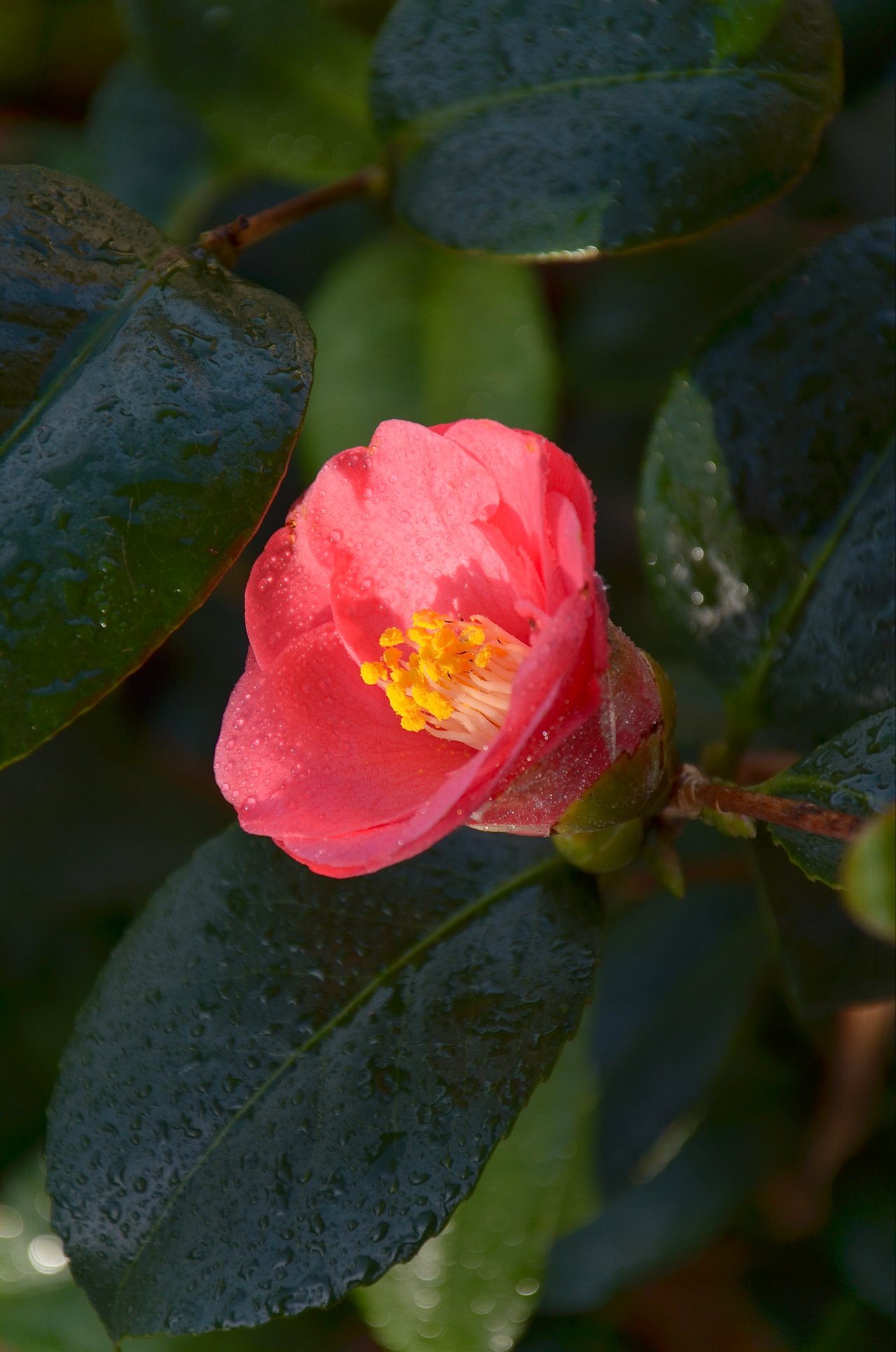 Camellia japonica rouge en fleur avec gouttes de pluie, étamines jaunes au centre, admiration parfaite et désir, signification camélia rouge dans le langage des fleurs européen.