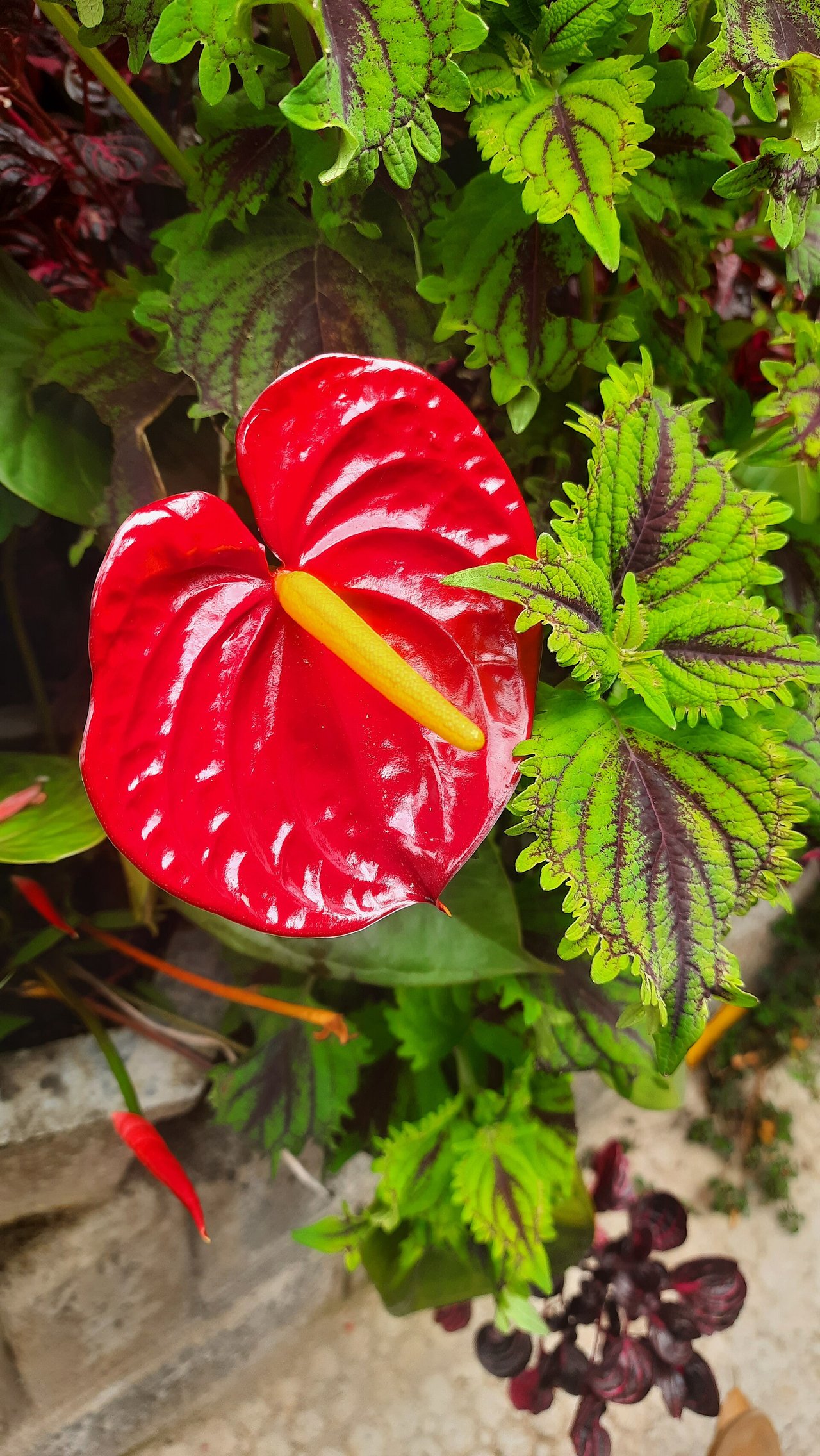 Gros plan sur la spathe rouge laquée et le spadice d'un anthurium sain