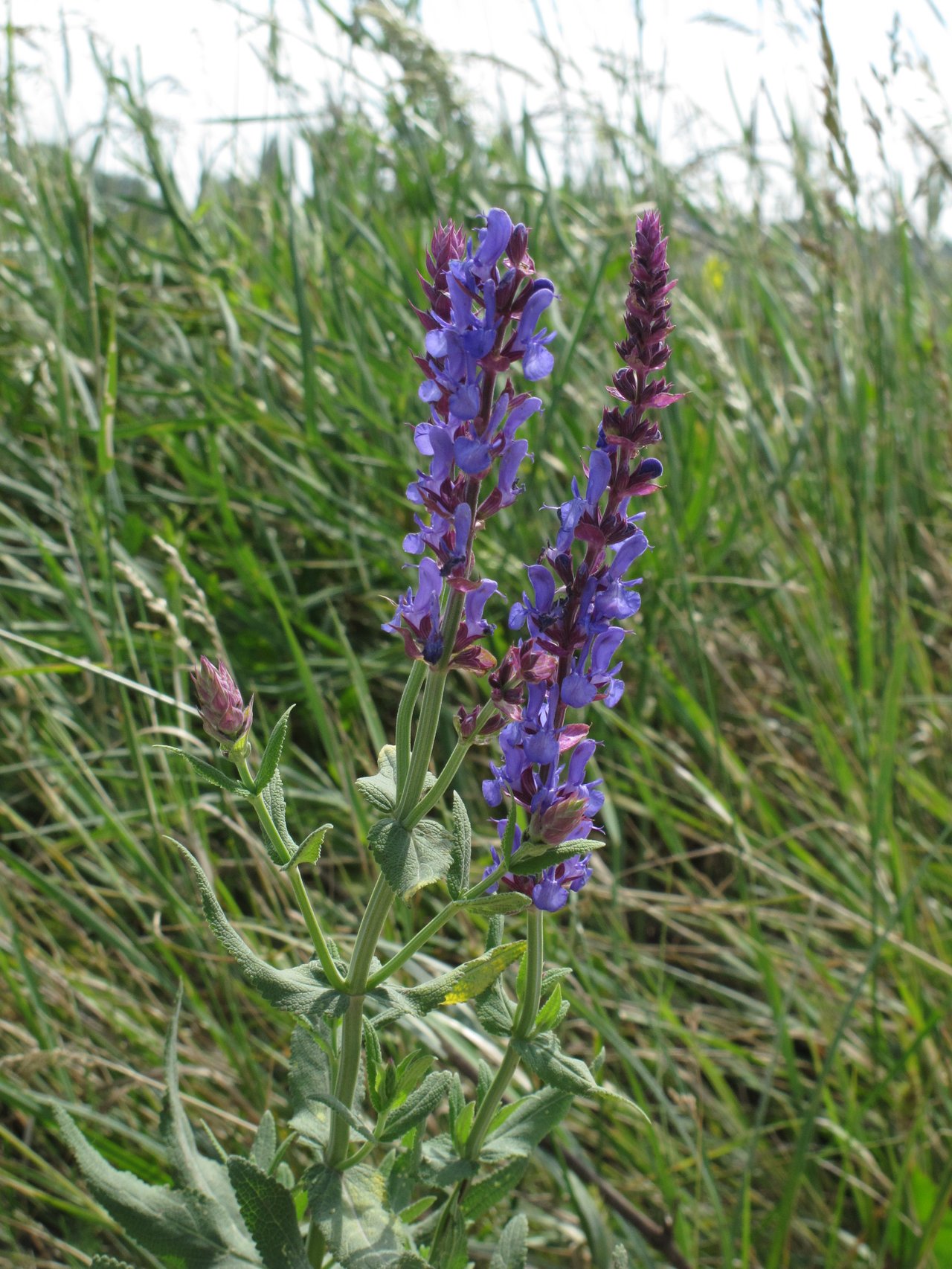 Épis dressés bleu-violet de sauge des prés