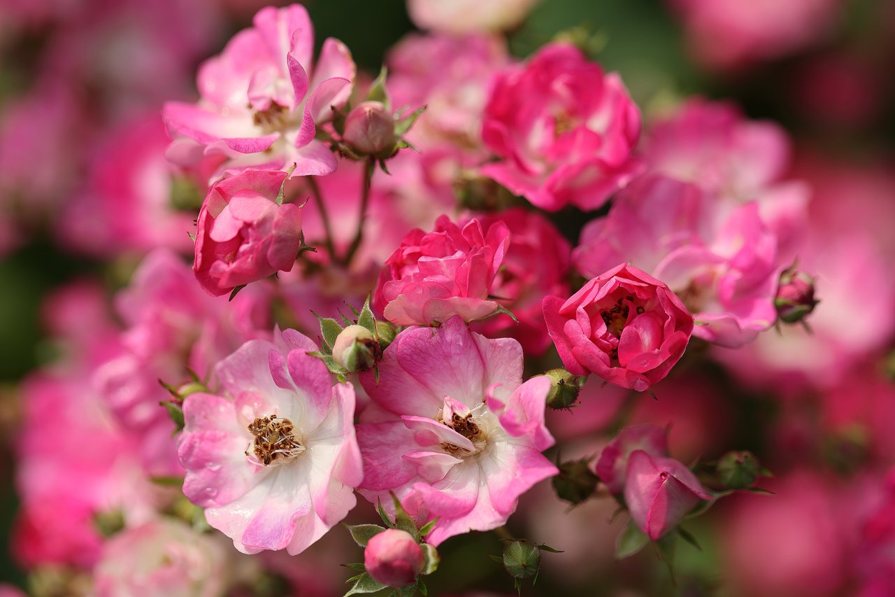 Rosier miniature couvert de petites roses roses, idéal pour la culture en pot