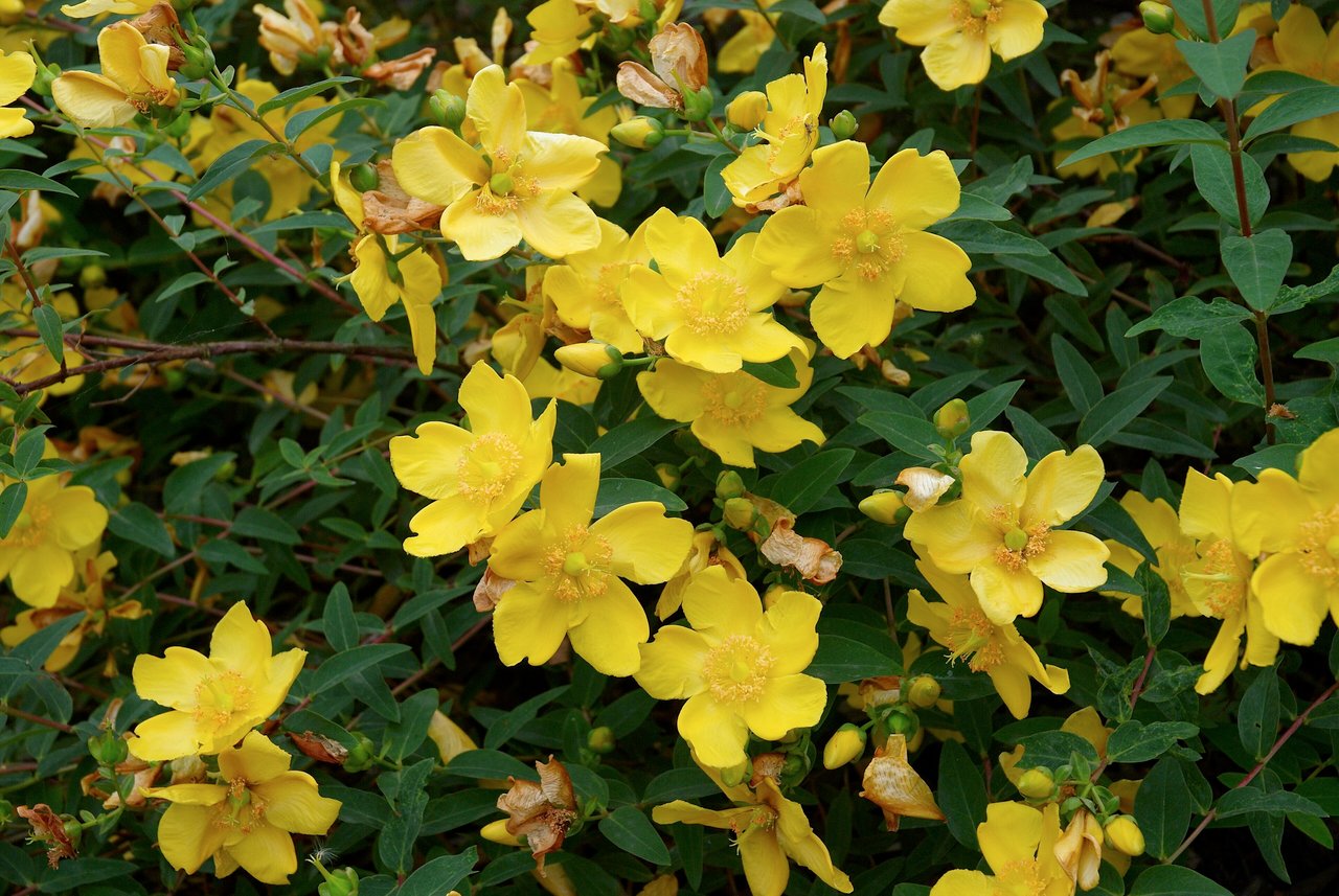 Grande fleur jaune d'or du millepertuis arbustif Hypericum 'Hidcote' aux étamines saillantes, sur fond de feuillage vert