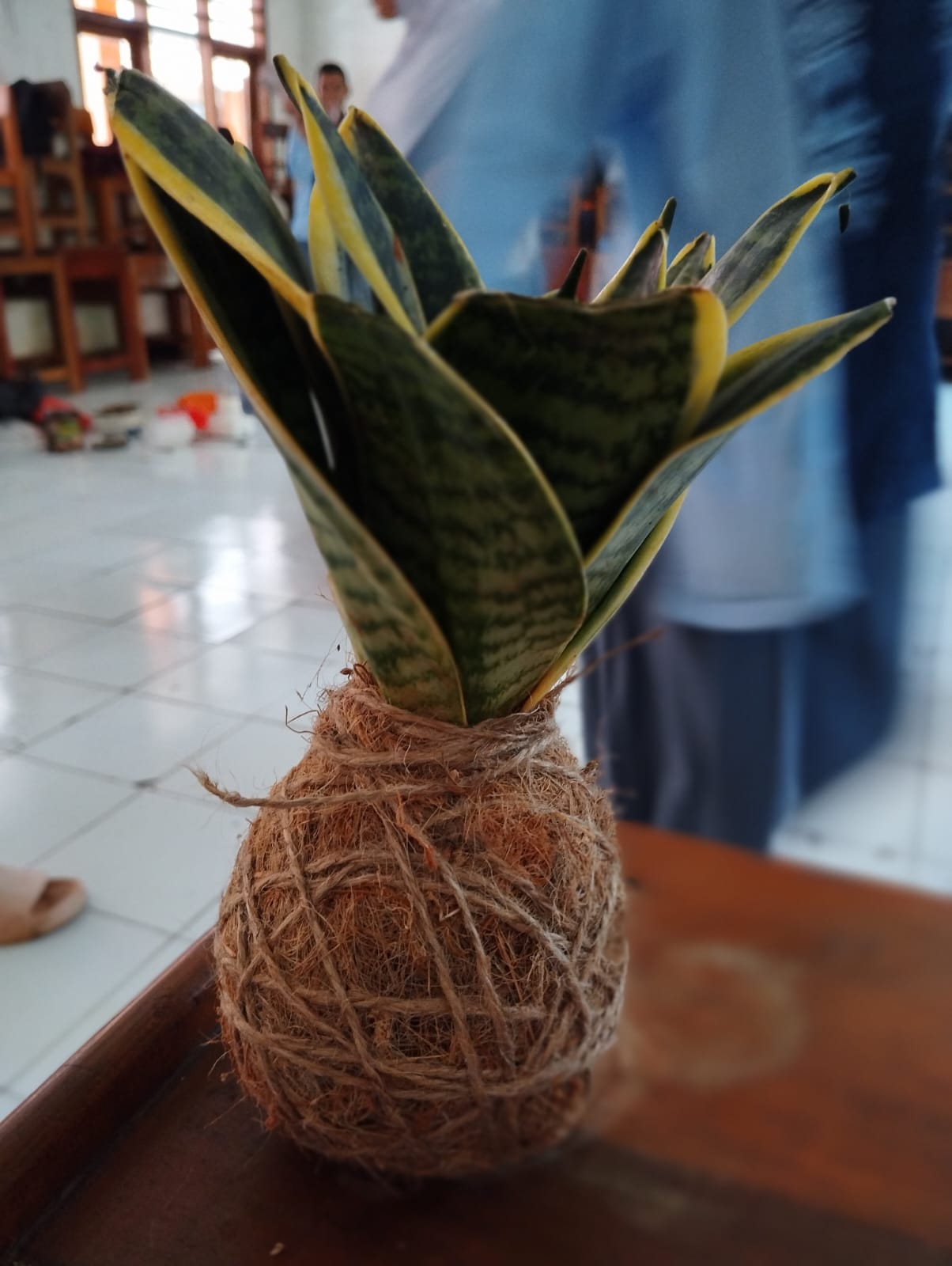 Kokedama suspendu, boule de mousse japonaise, plante d'intérieur sculptée à la main
