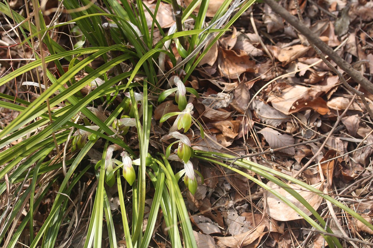 Cymbidium goeringii (シュンラン shunran), orchidée de printemps japonaise, photographiée à Tajimi Gifu en mars 2015, signification orchidée hanakotoba bijin yūga