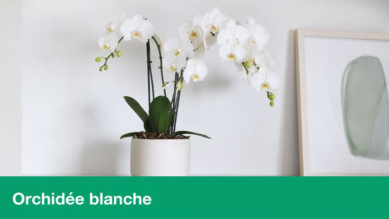 Elegantní bílá kvetoucí orchidej v keramickém květináči před světlou zdí.
