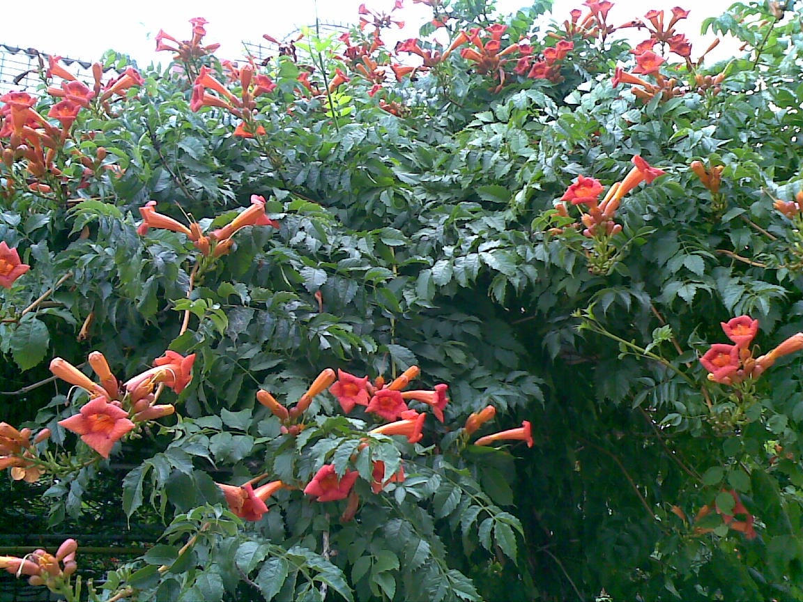 Bouquets terminaux de fleurs orangées de bignone