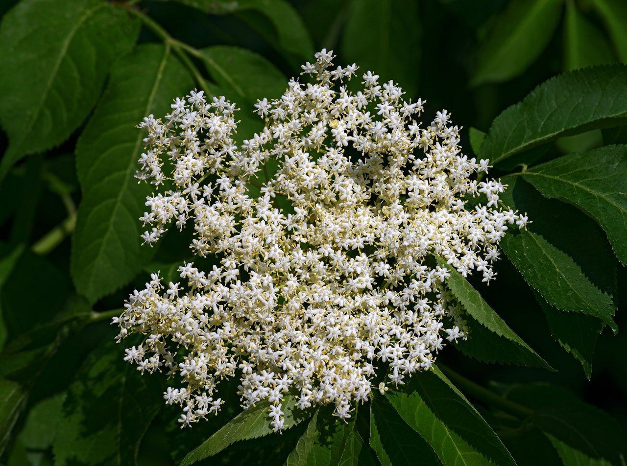 Cyme plate de fleurs crème du sureau noir, inflorescence aplatie typique servant de repère d'identification