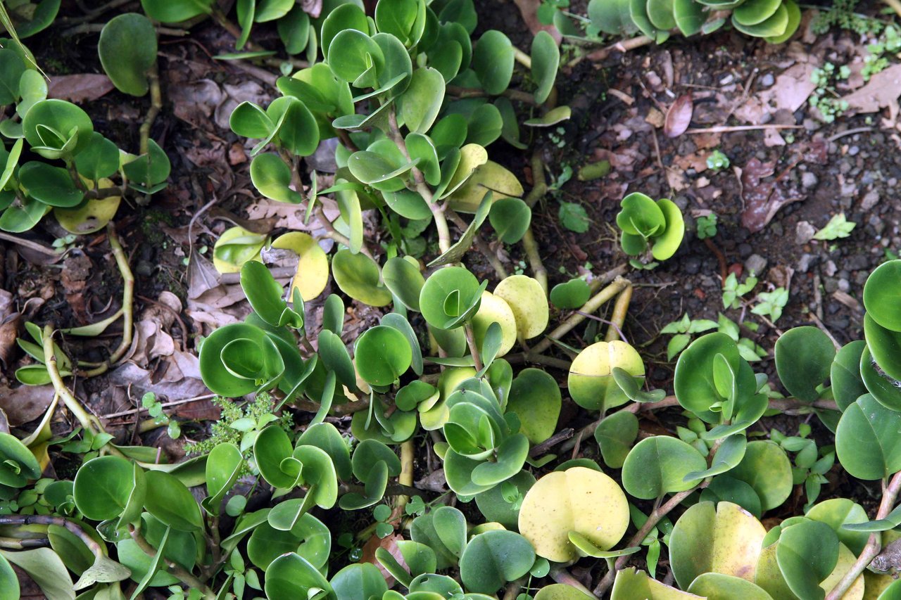 Feuilles rondes et épaisses d'une peperomia obtusifolia