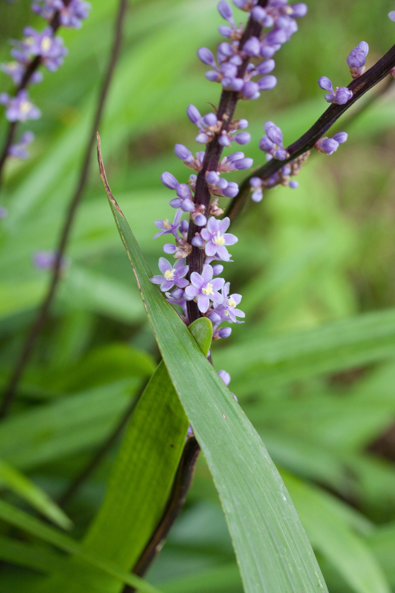 Épis violacés de liriope en bordure ombragée