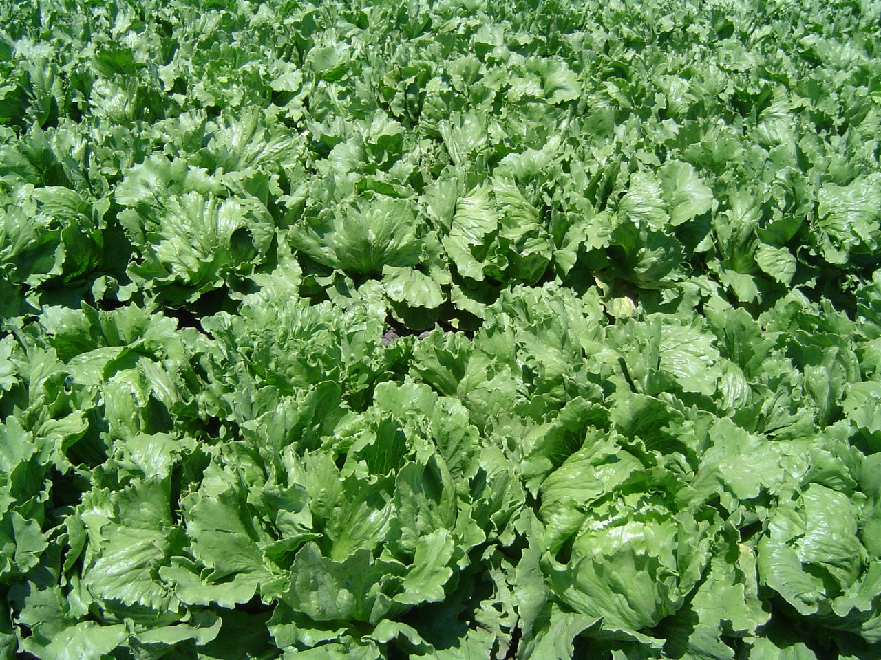 Hlávky šalátu (Lactuca sativa) v rade na letnom záhone
