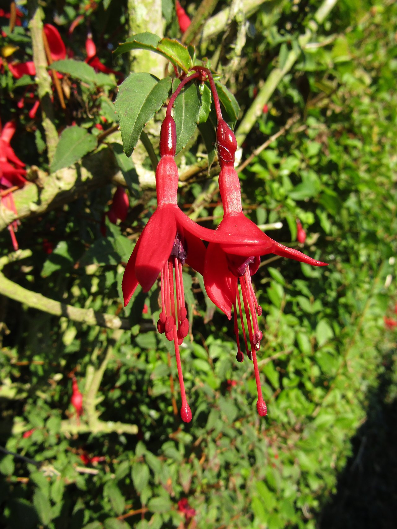 Fleurs pendantes rouges et violettes de fuchsia rustique (Fuchsia magellanica) sur un rameau au feuillage vert fin